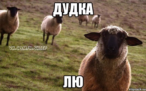 Дудка лю, Мем  Наивная Овца