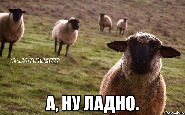  А, НУ ЛАДНО., Мем  Наивная Овца
