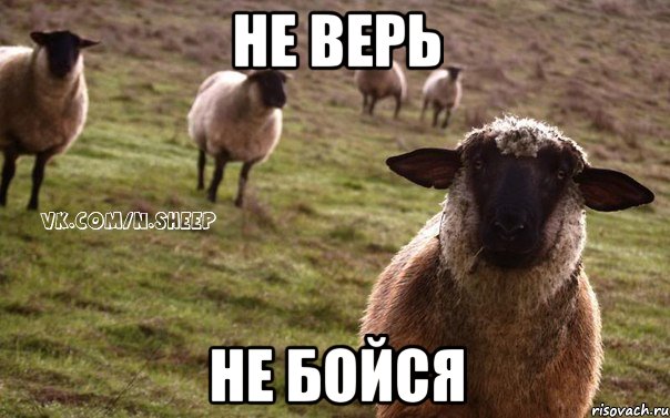 не верь не бойся, Мем  Наивная Овца