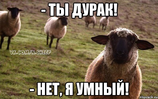 - ты дурак! - нет, я умный!, Мем  Наивная Овца