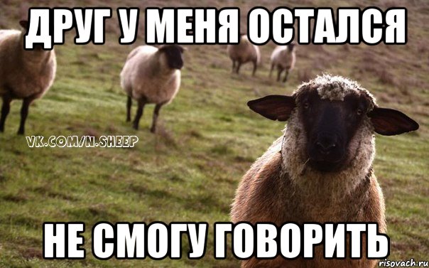 друг у меня остался не смогу говорить, Мем  Наивная Овца