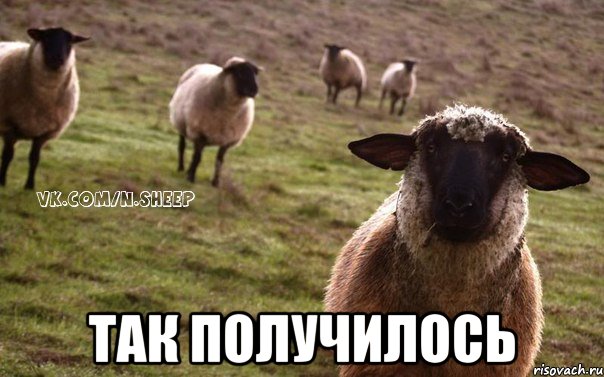  Так получилось, Мем  Наивная Овца