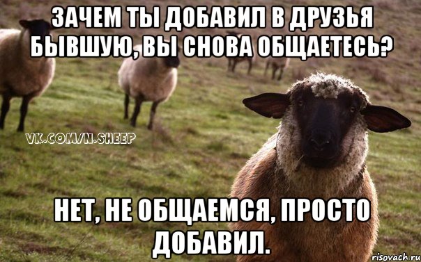 Зачем ты добавил в друзья бывшую, вы снова общаетесь? Нет, не общаемся, просто добавил., Мем  Наивная Овца