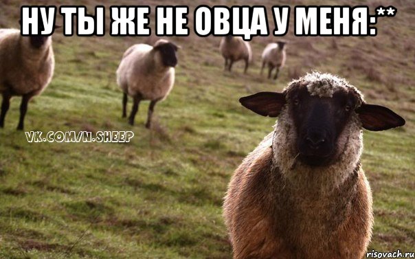 НУ ТЫ ЖЕ НЕ ОВЦА У МЕНЯ:** , Мем  Наивная Овца