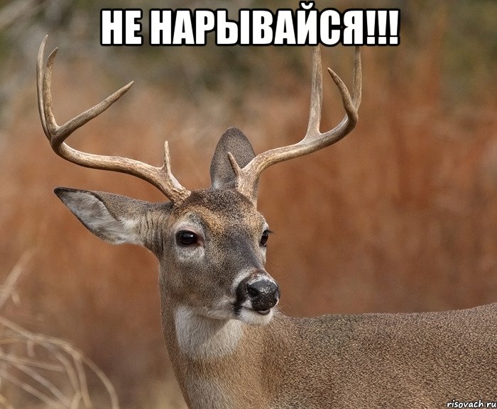 Не нарывайся!!! , Мем  Наивный Олень v2