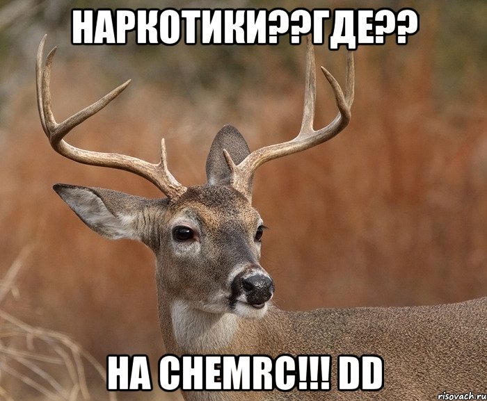 Наркотики??где?? На CHEMRC!!! DD, Мем  Наивный Олень v2