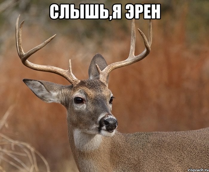 Слышь,я Эрен 