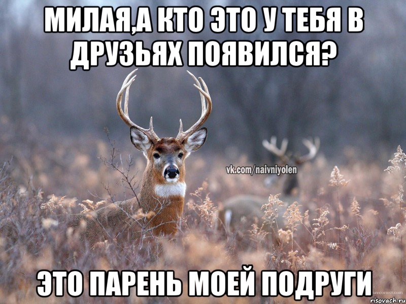 Милая,а кто это у тебя в друзьях появился? Это парень моей подруги, Мем   Наивный олень