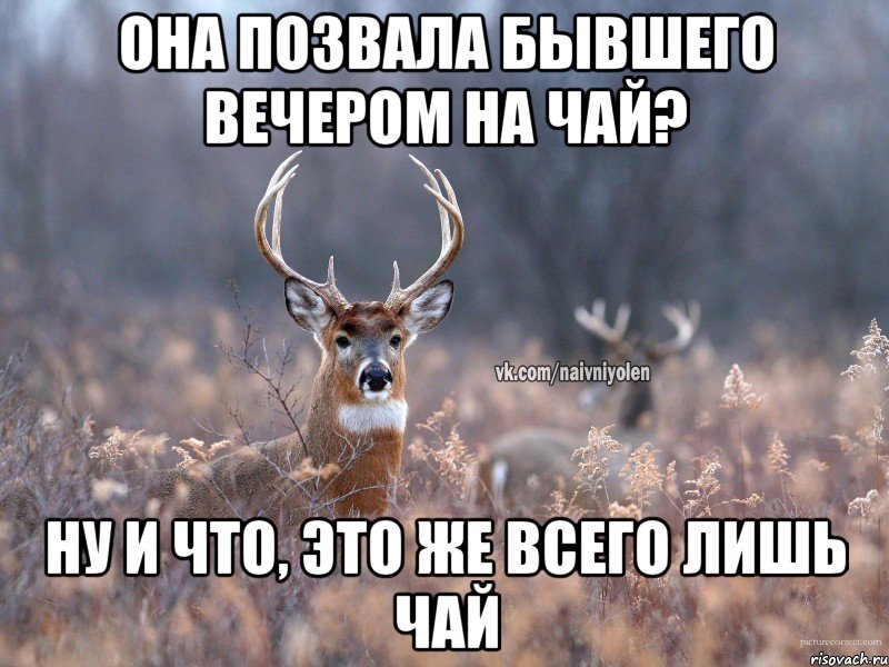 Она позвала бывшего вечером на чай? Ну и что, это же всего лишь чай, Мем   Наивный олень