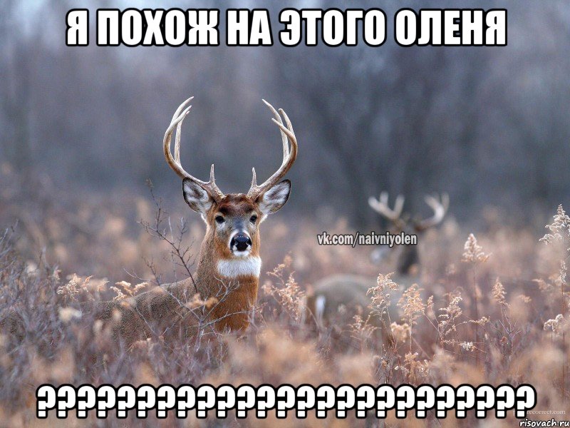 Я похож на этого оленя ?????????????????????????, Мем   Наивный олень