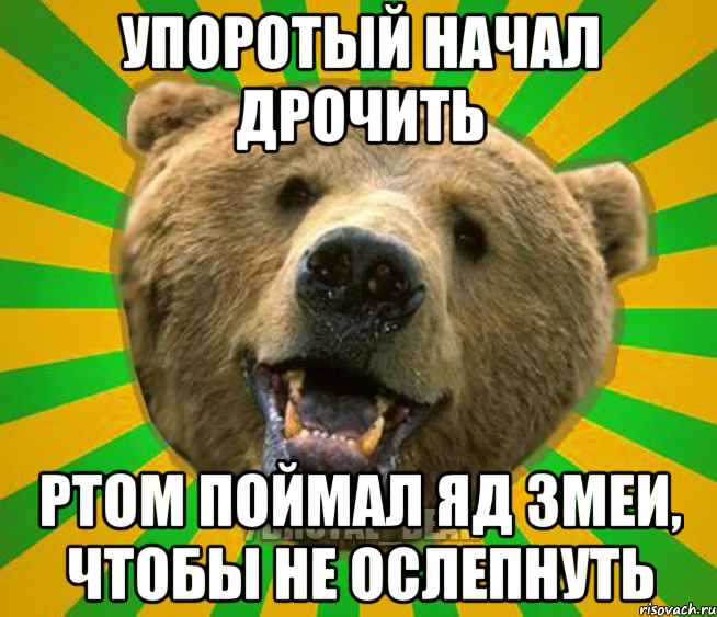 УПОРОТЫЙ НАЧАЛ ДРОЧИТЬ РТОМ ПОЙМАЛ ЯД ЗМЕИ, ЧТОБЫ НЕ ОСЛЕПНУТЬ, Мем Нелепый медведь