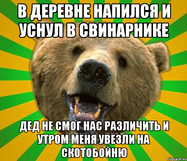 В ДЕРЕВНЕ НАПИЛСЯ И УСНУЛ В СВИНАРНИКЕ ДЕД НЕ СМОГ НАС РАЗЛИЧИТЬ И УТРОМ МЕНЯ УВЕЗЛИ НА СКОТОБОЙНЮ, Мем Нелепый медведь