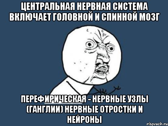 Центральная нервная система включает головной и спинной мозг Перефирическая - нервные узлы (ганглии) нервные отростки и нейроны, Мем Ну почему