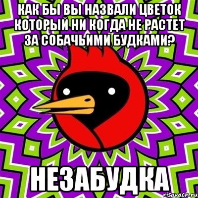 Как бы вы назвали цветок который ни когда не растет за собачьими будками? НЕЗАБУДКА, Мем Омская птица