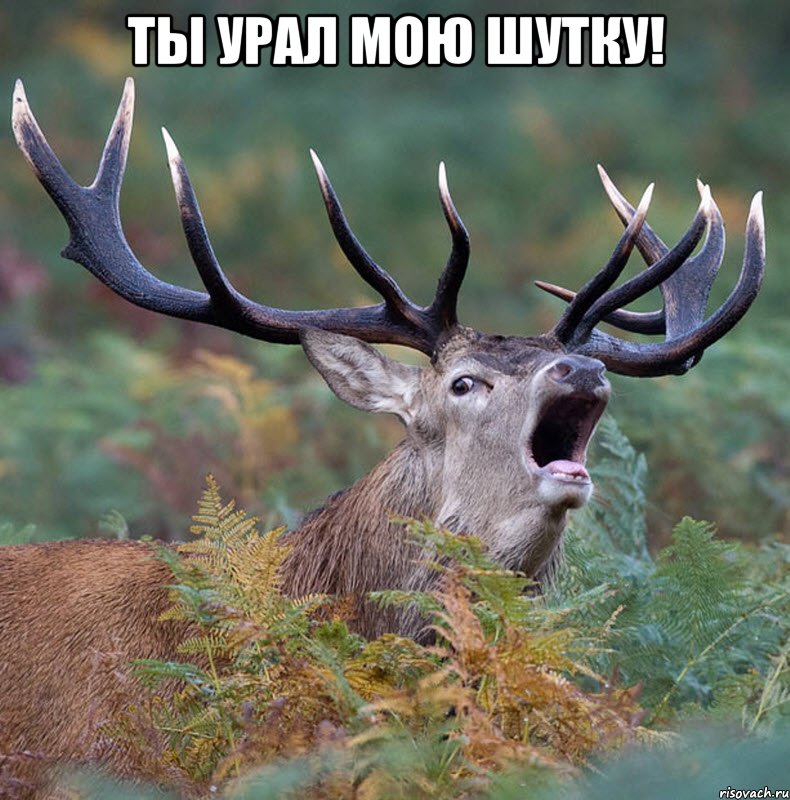 Ты урал мою шутку! 