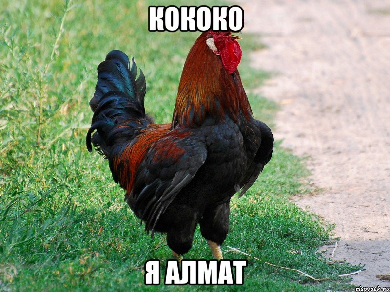 кококо я алмат