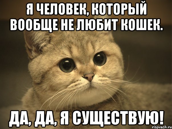 Я человек, который вообще не любит кошек. Да, да, я существую!