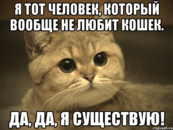 Я тот человек, который вообще не любит кошек. Да, да, я существую!, Мем Пидрила ебаная котик