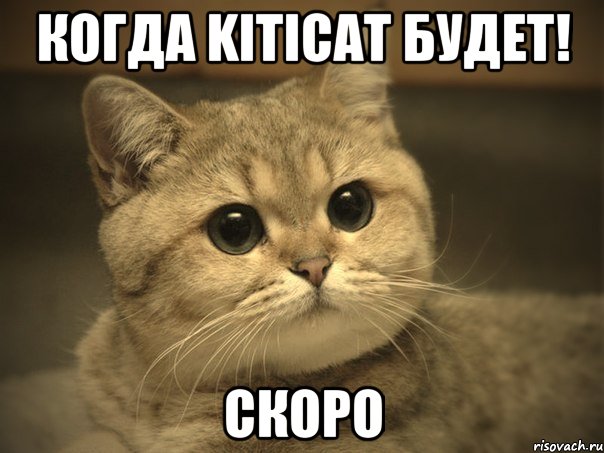 когда KitiCat будет! Скоро, Мем Пидрила ебаная котик