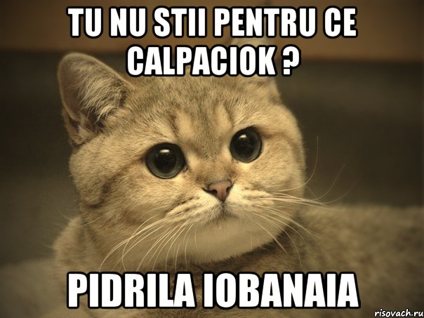 TU nu stii pentru ce calpaciok ? Pidrila iobanaia