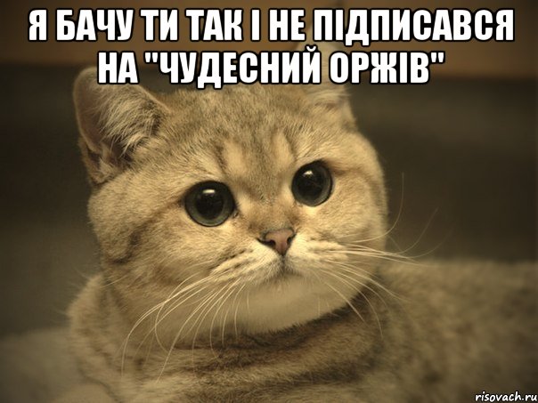 я бачу ти так і не підписався на "Чудесний Оржів" , Мем Пидрила ебаная котик