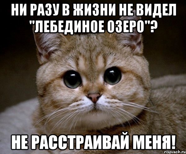 Ни разу в жизни не видел "Лебединое озеро"? Не расстраивай меня!, Мем Пидрила Ебаная