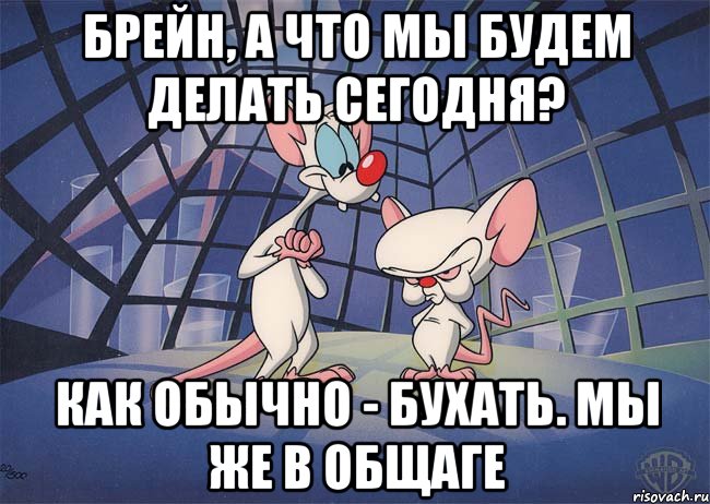 Брейн, а что мы будем делать сегодня? Как обычно - бухать. Мы же в общаге, Мем ПИНКИ И БРЕЙН