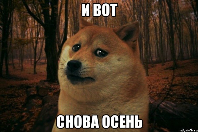 и вот снова осень, Мем SAD DOGE