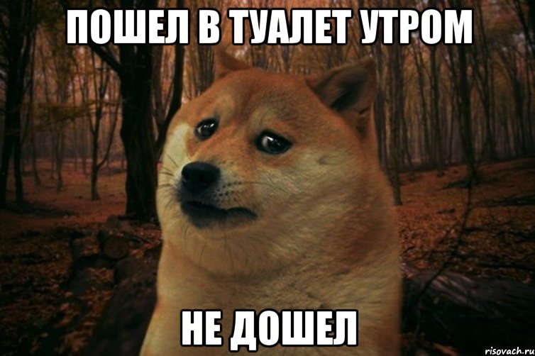 пошел в туалет утром не дошел, Мем SAD DOGE