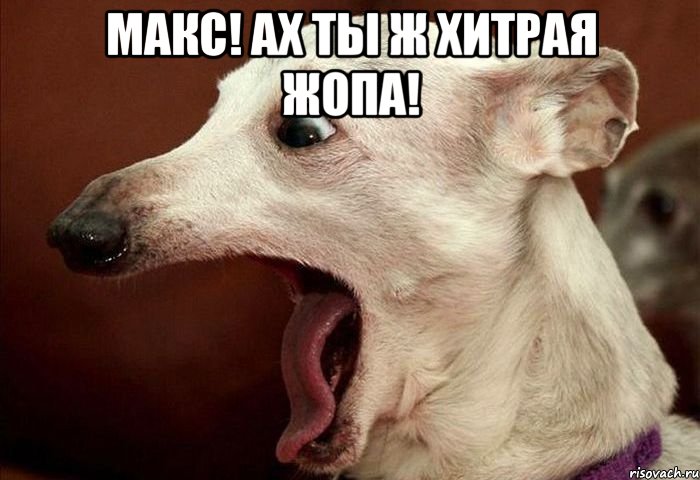 Макс! Ах ты ж хитрая жопа! , Мем  собака