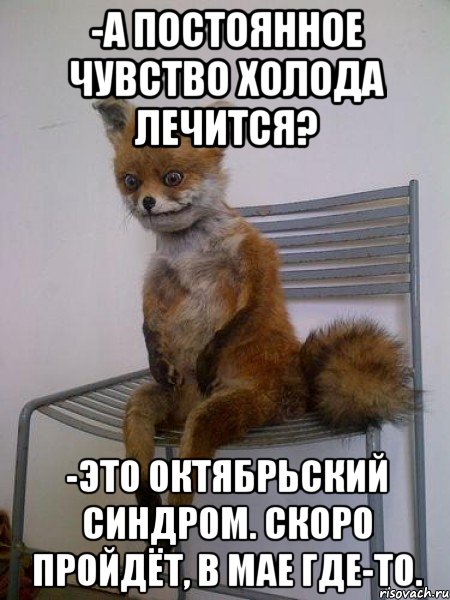 -а постоянное чувство холода лечится? -это октябрьский синдром. Скоро пройдёт, в мае где-то., Мем Упоротая лиса