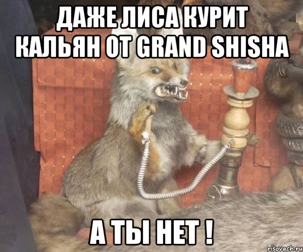 Даже лиса курит кальян от Grand Shisha а ты нет !, Мем Упоротый лис курит кальян