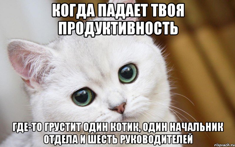 Когда падает твоя продуктивность Где-то грустит один котик, один начальник отдела и шесть руководителей, Мем  В мире грустит один котик