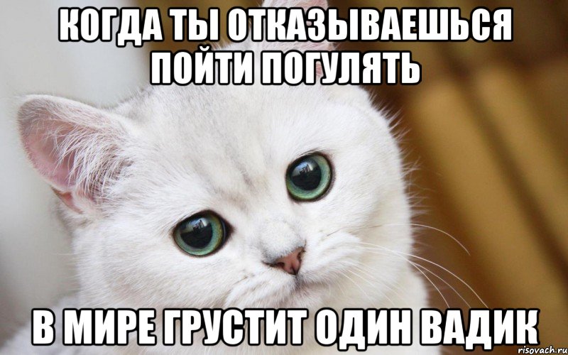 Когда ты отказываешься пойти погулять В мире грустит один Вадик, Мем  В мире грустит один котик