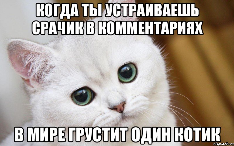 Когда ты устраиваешь срачик в комментариях В мире грустит один котик, Мем  В мире грустит один котик