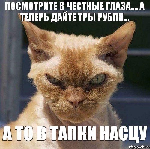 посмотрите в честные глаза.... а теперь дайте тры рубля... а то в тапки насцу, Комикс  злой кот