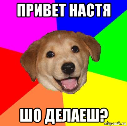 привет настя шо делаеш?, Мем Advice Dog