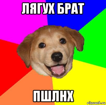 лягух брат пшлнх, Мем Advice Dog