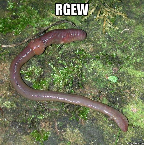 rgew 