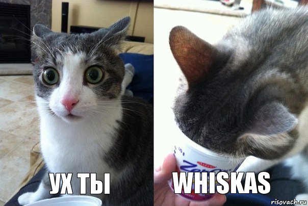 ух ты Whiskas, Комикс  Да не бред-какой-то (2 зоны)