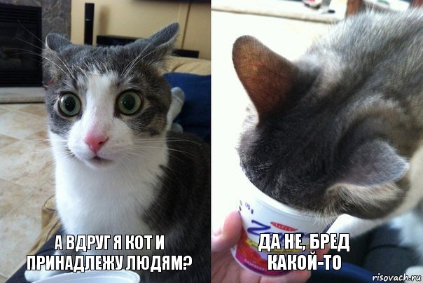 А вдруг я кот и принадлежу людям? Да не, бред какой-то, Комикс  Да не бред-какой-то (2 зоны)