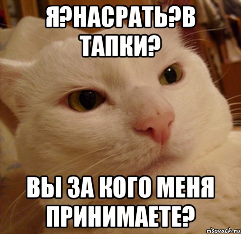 Я?насрать?В тапки? Вы за кого меня принимаете?, Мем Дерзкий котэ