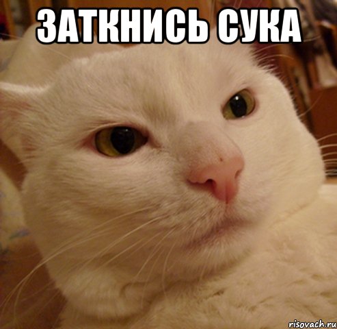 заткнись сука , Мем Дерзкий котэ