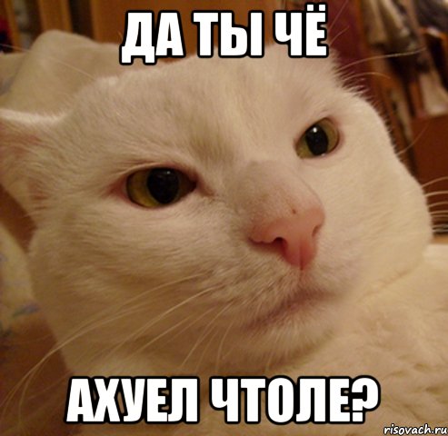 да ты чё ахуел чтоле?, Мем Дерзкий котэ