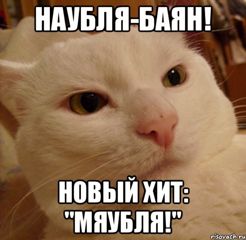 наубля-баян! новый хит: "мяубля!", Мем Дерзкий котэ