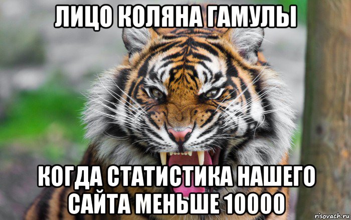 лицо коляна гамулы когда статистика нашего сайта меньше 10000, Мем ДЕРЗКИЙ ТИГР