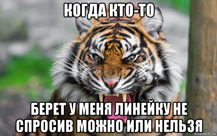 когда кто-то берет у меня линейку не спросив можно или нельзя, Мем ДЕРЗКИЙ ТИГР