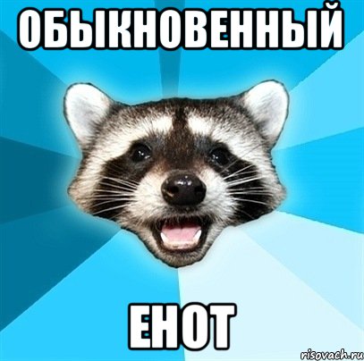 обыкновенный енот