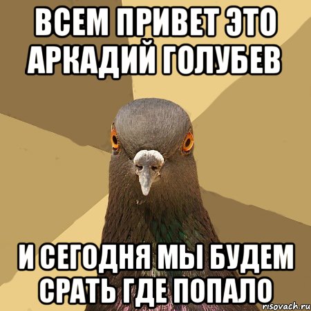 ВСЕМ ПРИВЕТ ЭТО АРКАДИЙ ГОЛУБЕВ И СЕГОДНЯ МЫ БУДЕМ СРАТЬ ГДЕ ПОПАЛО, Мем голубь