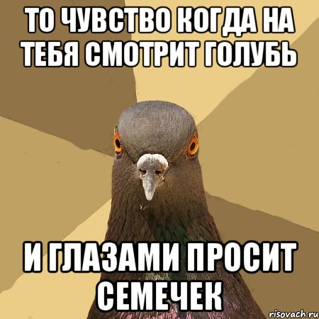 ТО ЧУВСТВО КОГДА НА ТЕБЯ СМОТРИТ ГОЛУБЬ И ГЛАЗАМИ ПРОСИТ СЕМЕЧЕК, Мем голубь